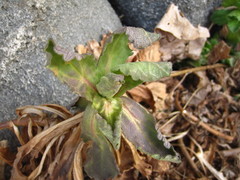 Aster spathulifolius