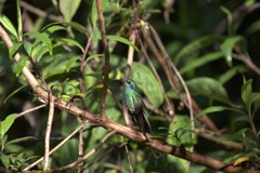 Colibri cyanotus