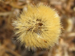 Aster spathulifolius
