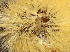 Aster spathulifolius