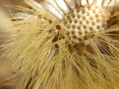 Aster spathulifolius