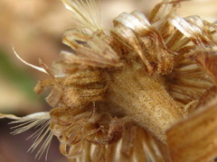 Aster spathulifolius