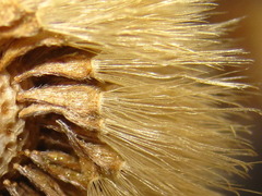 Aster spathulifolius