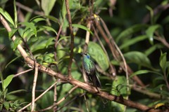 Colibri cyanotus