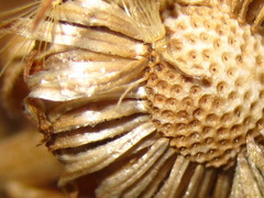 Aster spathulifolius