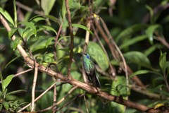 Colibri cyanotus