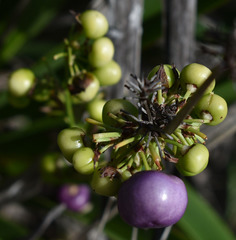 Dianella caerulea vannata