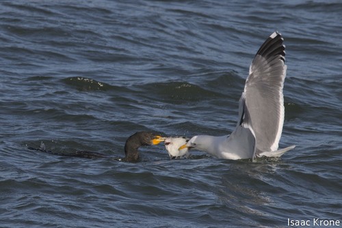 Double-crested Cormorant (Nannopterum auritum), photo 5