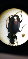Agonum muelleri