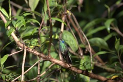 Colibri cyanotus