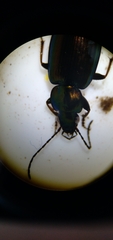 Agonum muelleri