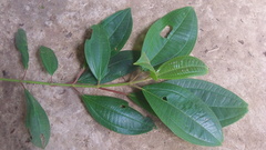 Miconia subhirsuta