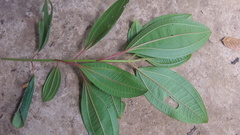 Miconia subhirsuta