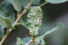 Aceria mackiei