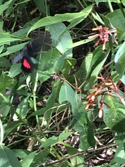 Parides iphidamas