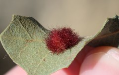 Neuroterus aliceae
