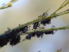 Jalmenus evagoras