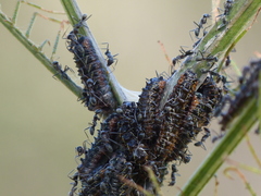 Jalmenus evagoras