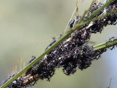 Jalmenus evagoras