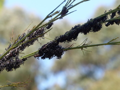 Jalmenus evagoras