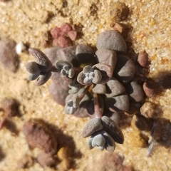 Dudleya brevifolia