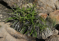 Dianella caerulea vannata