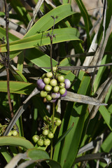 Dianella caerulea vannata