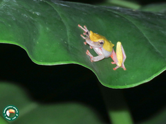 Anura