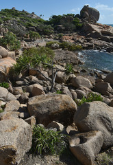 Dianella caerulea vannata