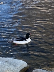 Mergus merganser