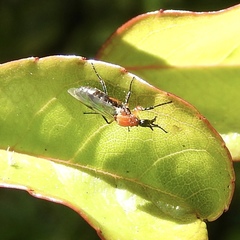 Dilophus occipitalis