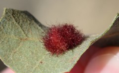 Neuroterus aliceae