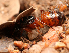 Camponotus semitestaceus