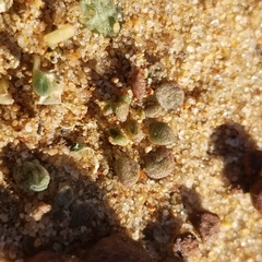 Dudleya brevifolia