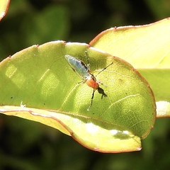 Dilophus occipitalis