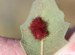Neuroterus aliceae