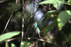 Colibri cyanotus