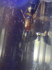 Camponotus clarithorax