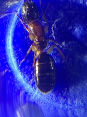 Camponotus clarithorax