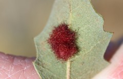Neuroterus aliceae