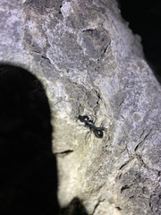 Camponotus laevigatus