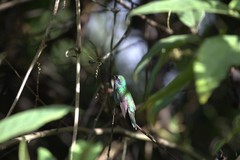 Colibri cyanotus