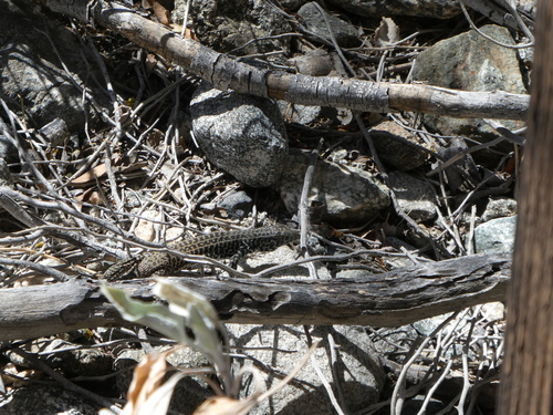 iNaturalist observation photo of Western Whiptail