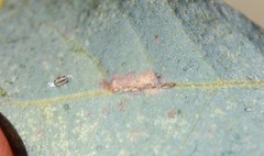 Neuroterus aliceae