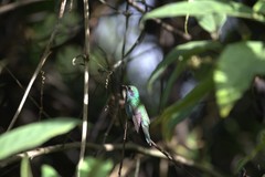 Colibri cyanotus