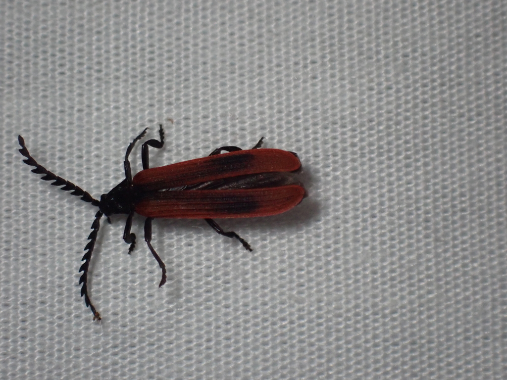Lycil Insect Red-winged Lycid from Melbourne VIC, Australia on February 13, 2022 at ...