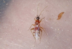 Tupiocoris rufescens