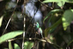 Colibri cyanotus