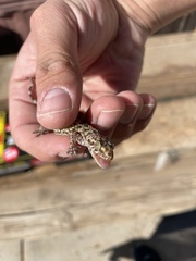 Hemidactylus turcicus