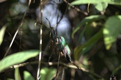 Colibri cyanotus
